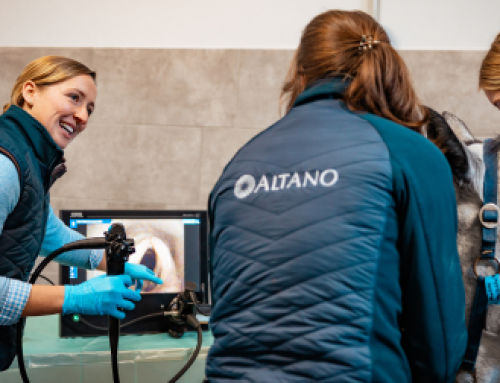 Ausbildung Tierarzt: Der komplette Wegweiser zum Tiermedizin Studium