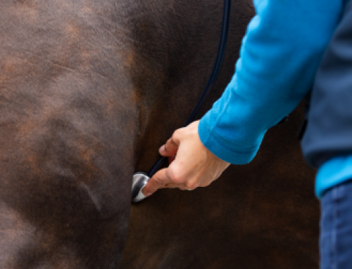 Kolik Pferd: Notfall erkennen und richtig handeln