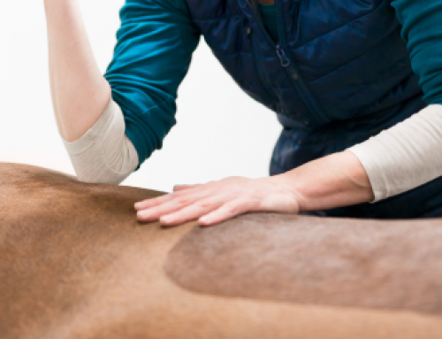 Physiotherapie für Pferde: Die 7 häufigsten Gründe und praktischer Leitfaden für Pferdebesitzer
