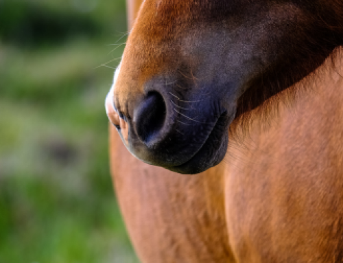 Equines Metabolisches Syndrom (EMS) bei Pferden: Früherkennung und Management
