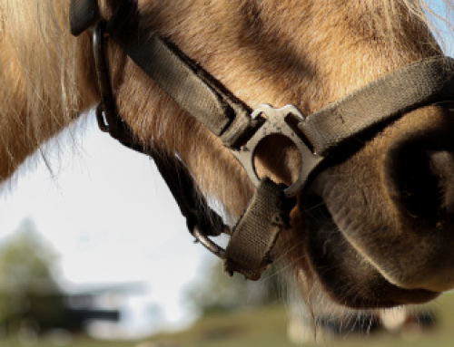 Equines Cushing-Syndrom (ECS): So erkennen Sie die Symptome rechtzeitig