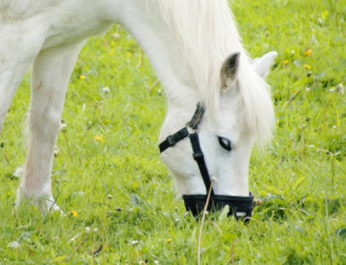 Equines Metabolisches Syndrom (EMS) bei Pferden: Früherkennung und Management