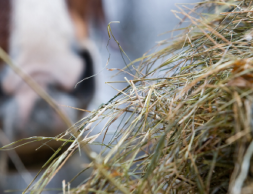 Equines Asthma: Wenn jeder Atemzug zur Herausforderung wird