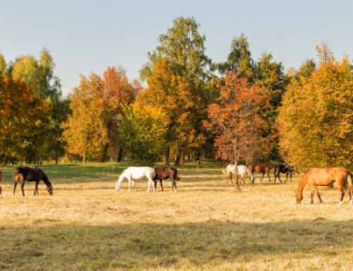 Hufrehe im Herbst vermeiden: Tipps für Gewicht, Futter & Weide