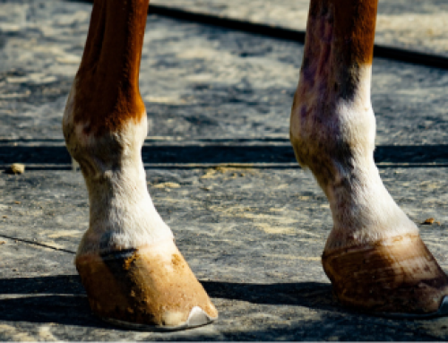 Hufrollensyndrom: Neue Hoffnung durch moderne Diagnostik