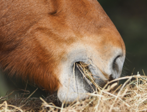Wenn das Pferd hustet: Atemwegserkrankungen richtig einschätzen