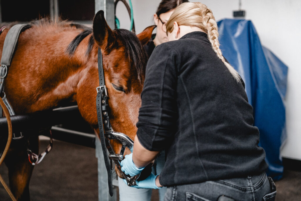Tierärztin und Pferd gemeinsam mit Pferdebesitzern vor einer Untersuchung.