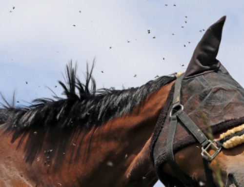 Sommerekzem erfolgreich managen: Mehr als nur eine Fliegendecke