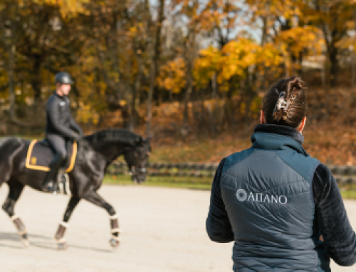 Spat beim Pferd: Moderne Therapieansätze für mehr Lebensqualität