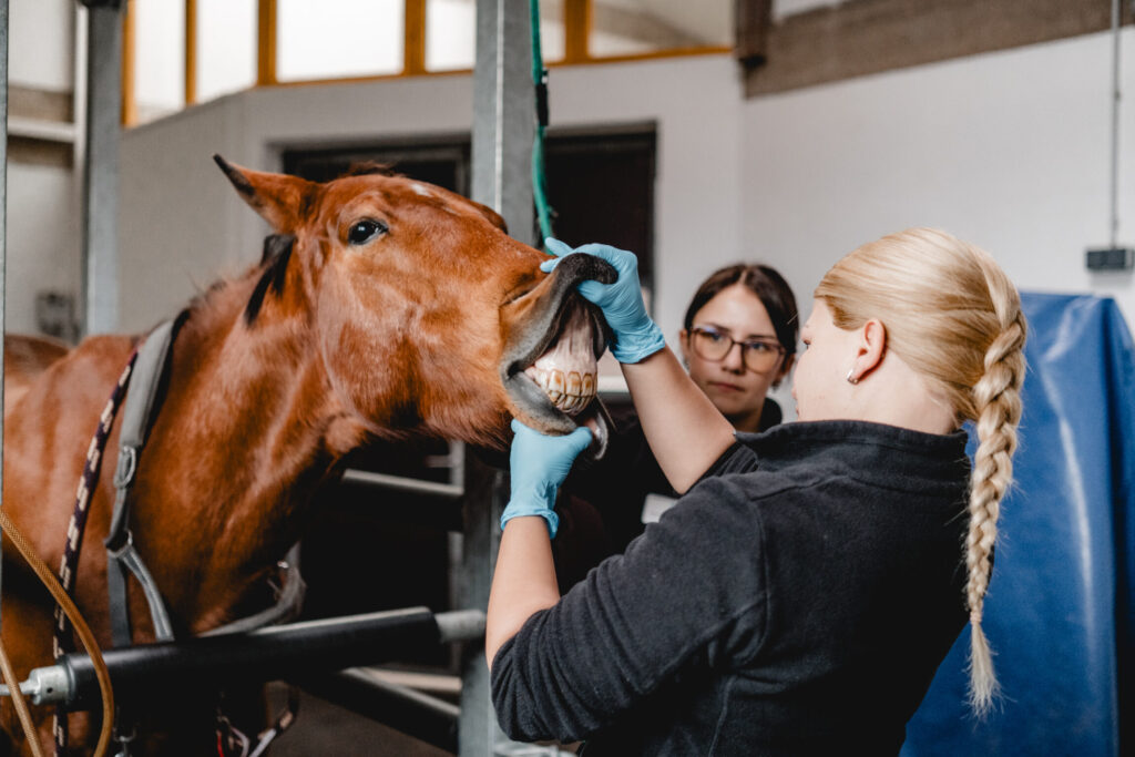 Tierärztin, welche sich die Zähne von einem Pferd anschaut.
