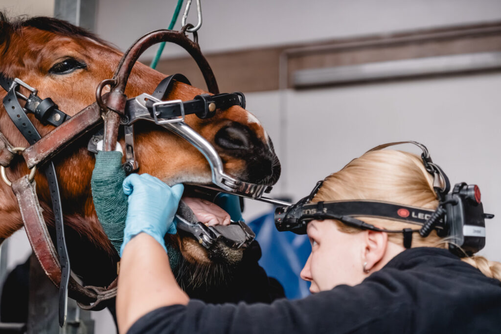 Tierärztin, welche in ein Pferdegebiss schaut.