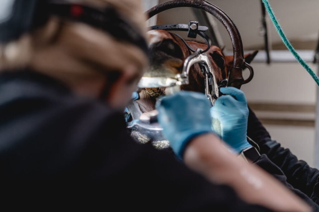 Etwas unscharf ein Bild eines Pferdes, wie ich ja gerade eine Untersuchung bekommt am Gebiss.