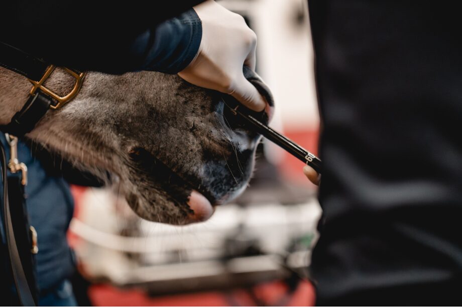  Gastroskopie am Pferd