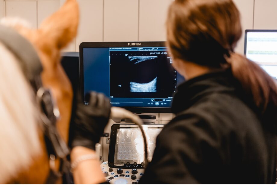 Untersuchung Auge Pferd