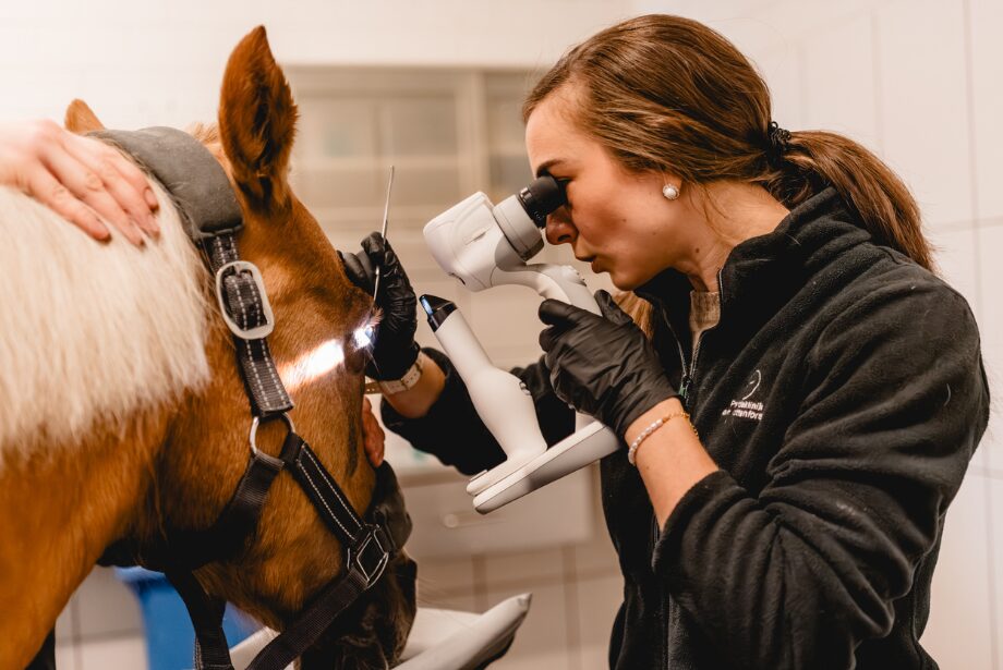 Untersuchung Auge Pferd - Mondblindheit, 