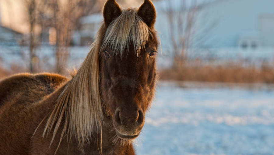 Pferd Fellwechsel